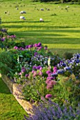 GLYNDEBOURNE, EAST SUSSEX: BORDER BESIDE THE LAWN WITH CEANOTHUS AND ALLIUMS BESIDE BRICK WALL - SHEEP GRAZING IN FIELD BEYOND. BORDER, SUMMER, BULBS