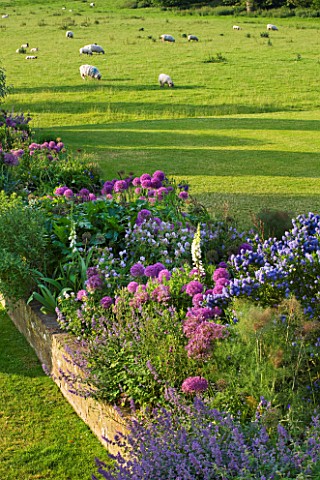 GLYNDEBOURNE_EAST_SUSSEX_BORDER_BESIDE_THE_LAWN_WITH_CEANOTHUS_AND_ALLIUMS_BESIDE_BRICK_WALL__SHEEP_