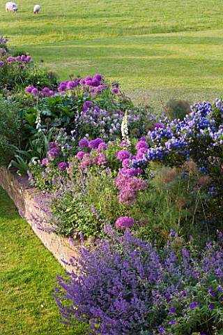 GLYNDEBOURNE_EAST_SUSSEX_BORDER_BESIDE_THE_LAWN_WITH_CEANOTHUS_AND_ALLIUMS_BESIDE_BRICK_WALL__SHEEP_