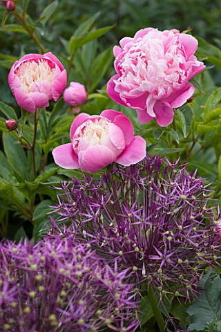 GLYNDEBOURNE_EAST_SUSSEX_PLANT_COMBINATION__PLANT_ASSOCIATION_OF_ALLIUMS_AND_PEONY_BOWL_OF_BEAUTY