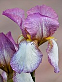 GLYNDEBOURNE, EAST SUSSEX: CLOSE UP OF THE PINK AND WHITE FLOWER OF AN IRIS