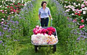 JO BENNISON PEONIES  LINCOLNSHIRE: JO BENNISON WITH A BARREL FULL OF FRESHLY CUT PEONIES