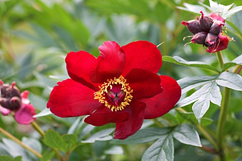 JO_BENNISON_PEONIES__LINCOLNSHIRE_CLOSE_UP_OF_PEONY_ITOH_HYBRID_SCARLET_HEAVEN