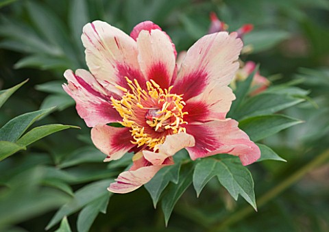 JO_BENNISON_PEONIES__LINCOLNSHIRE_CLOSE_UP_OF_PEONY_ITOH_HYBRID_COURT_JESTER
