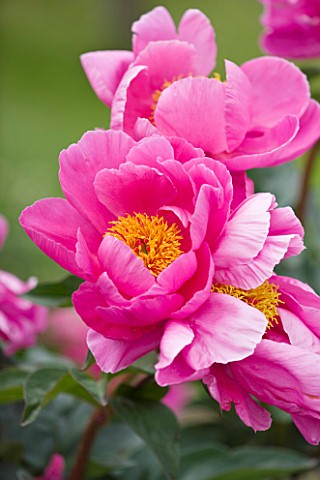 JO_BENNISON_PEONIES__LINCOLNSHIRE_CLOSE_UP_OF_PEONY__NYMPHE