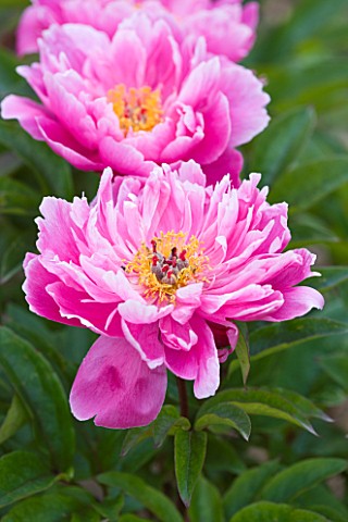 JO_BENNISON_PEONIES__LINCOLNSHIRE_CLOSE_UP_OF_SEMI_DOUBLE_PEONY_NICE_GAL