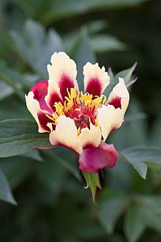 JO_BENNISON_PEONIES__LINCOLNSHIRE_CLOSE_UP_OF_ITOH_HYBRID_PEONY_COURT_JESTER