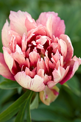JO_BENNISON_PEONIES__LINCOLNSHIRE_CLOSE_UP_OF_ITOH_HYBRID_PEONY_CALLIES_MEMORY