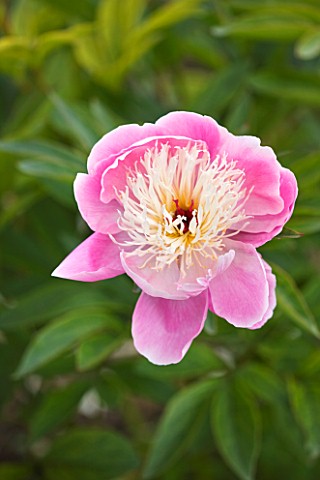 JO_BENNISON_PEONIES__LINCOLNSHIRE_CLOSE_UP_OF_ITOH_HYBRID_PEONY_LACTIFLORA_BOWL_OF_BEAUTY