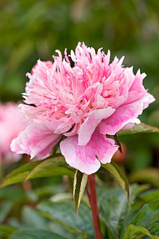JO_BENNISON_PEONIES__LINCOLNSHIRE_CLOSE_UP_OF_PEONY__DO_TELL
