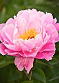 JO BENNISON PEONIES  LINCOLNSHIRE: CLOSE UP OF PEONY  MA PETITE CHERIE