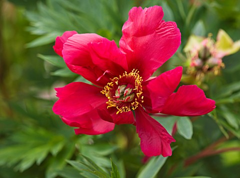 JO_BENNISON_PEONIES__LINCOLNSHIRE_CLOSE_UP_OF_ITOH_HYBRID_PEONY_UNIQUE