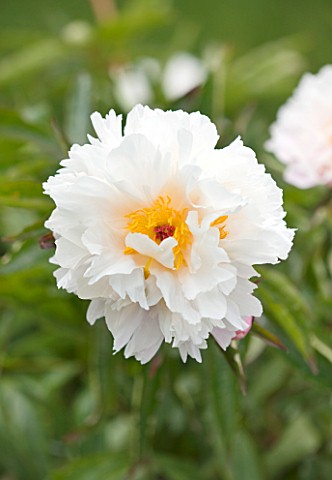 JO_BENNISON_PEONIES__LINCOLNSHIRE_CLOSE_UP_OF_PEONY_WHITE_FROST