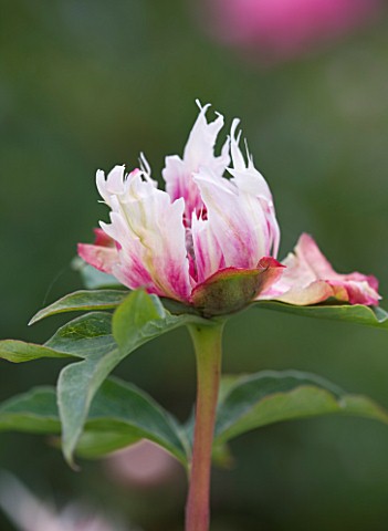 JO_BENNISON_PEONIES__LINCOLNSHIRE_CLOSE_UP_OF_ITOH_HYBRID_PEONY_RAGGADY_ANN