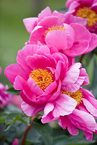 JO_BENNISON_PEONIES__LINCOLNSHIRE_CLOSE_UP_OF_PEONY_NYMPHE