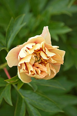 JO_BENNISON_PEONIES__LINCOLNSHIRE_CLOSE_UP_OF_ITOH_HYBRID_PEONY_CANARY_BRILLIANTS
