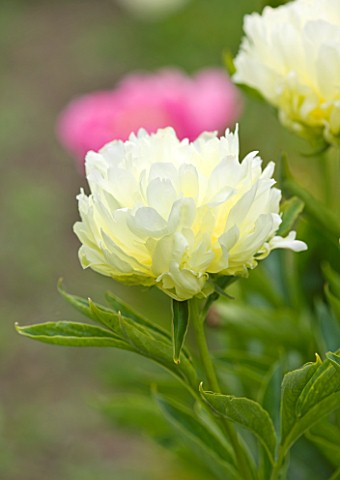 JO_BENNISON_PEONIES__LINCOLNSHIRE_CLOSE_UP_OF_PEONY_HUANG_JIN_LUN