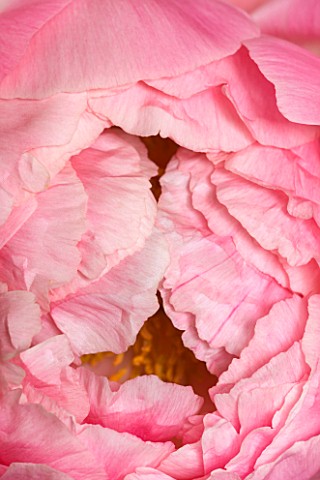 JO_BENNISON_PEONIES__LINCOLNSHIRE_CLOSE_UP_OF_PEONY_CORAL_CHARM