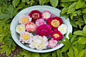 JO BENNISON PEONIES  LINCOLNSHIRE: PEONIES FLOATING IN A BOWL