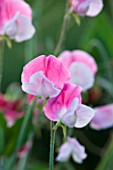 EASTON WALLED GARDENS  LINCOLNSHIRE: SWEET PEA - LATHYRUS ODORATUS PAINTED LADY