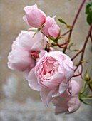 EASTON WALLED GARDENS  LINCOLNSHIRE: THE DAVID AUSTIN ENGLISH ROSE - ROSA THE GENEROUS GARDENER