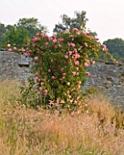 EASTON WALLED GARDENS  LINCOLNSHIRE: WILDFLOWER MEADOW WITH CLIMBING ROSE  RAMBLER ROSE - ROSA PAUL NOEL