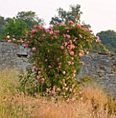 EASTON WALLED GARDENS  LINCOLNSHIRE: WILDFLOWER MEADOW WITH CLIMBING ROSE  RAMBLER ROSE - ROSA PAUL NOEL