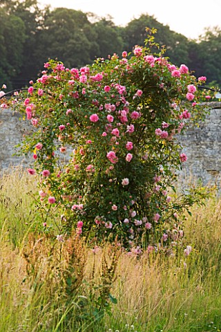 EASTON_WALLED_GARDENS__LINCOLNSHIRE_WILDFLOWER_MEADOW_WITH_CLIMBING_ROSE__RAMBLER_ROSE__ROSA_PAUL_NO