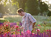 RAGLEY HALL  WARWICKSHIRE: ROSS BARBOUR  HEAD GARDENER  ATTENDS TO BORDER IN FRONT OF HALL IN ROSE GARDEN - DAWN LIGHT ON SALVIA CARADONNA AND ROSE BRAVEHEART
