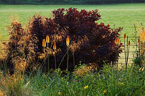 RAGLEY_HALL__WARWICKSHIRE_BORDER_WITH_KNIPHOFIA_TAWNY_KING__STIPA_GIGANTEA_AND_COTINUS_COGGYGRIA_BES