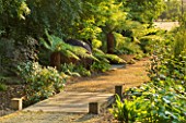 GARDEN IN KENT DESIGNED BY BELLA WHITELEY: WOODEN BRIDGE AND PATH PAST TREE FERNS, DICKSONIA ANTARCTICA, WOODLAND, SHADE, SHADY, WOOD, PATHS