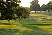BROUGHTON CASTLE, OXFORDSHIRE:SHEEP GRAZING IN THE PARKLAND - TREES, LANDSCPAE, COUNTRY GARDEN, CLASSIC, SUMMER, ANIMALS
