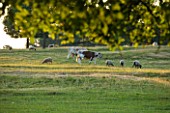 BROUGHTON CASTLE, OXFORDSHIRE:SHEEP AND COWS GRAZING IN THE PARKLAND - TREES, LANDSCPAE, COUNTRY GARDEN, CLASSIC, SUMMER, ANIMALS