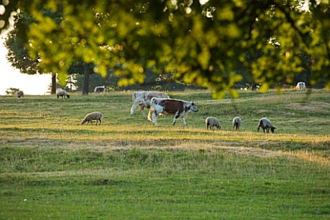 BROUGHTON_CASTLE_OXFORDSHIRESHEEP_AND_COWS_GRAZING_IN_THE_PARKLAND__TREES_LANDSCPAE_COUNTRY_GARDEN_C
