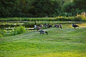 BROUGHTON CASTLE, OXFORDSHIRE: CANADA GEESE BESIDE THE LAKE IN SUMMER - COUNTRY GARDEN, CLASSIC