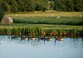 BROUGHTON CASTLE, OXFORDSHIRE: VIEW OUT ACROSS THE LAKE TO COUNTRYSIDE BEYOND - SUMMER, COUNTRY GARDEN, ROMANTIC, CLASSIC, VIEW, VISTA, CANADA GEESE, BIRDS, WILDLIFE