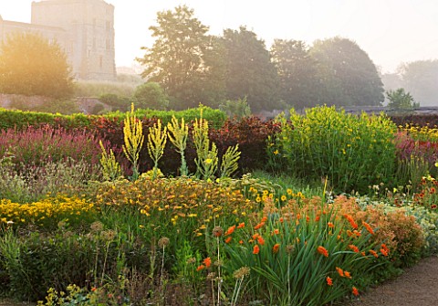 HELMSLEY_WALLED_GARDEN__YORKSHIRE_THE_HERBACEOUS_BORDER_IN_JULY_AT_DAWN_DOMINATED_BY_VERBASCUMSAND_C