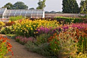 HELMSLEY WALLED GARDEN  YORKSHIRE: THE HERBACEOUS BORDER IN JULY DOMINATED BY ACHILEAS  LYTHRUM  HELENIUMS AND FENNEL  WITH GREENHOUSE BEHIND