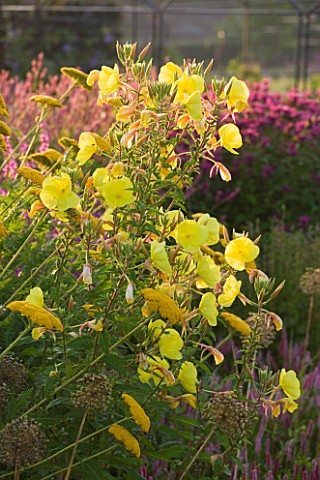 HELMSLEY_WALLED_GARDEN__YORKSHIRE_OENOTHERA_BIENNIS_IN_THE_HERBACEOUS_BORDER_ACHILLEAS_AND_OENOTHERA