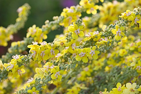 HELMSLEY_WALLED_GARDEN__YORKSHIRE_CLOSE_UP_OF_YELLOW_FLOWERS_OF_VERBASCUM