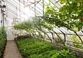 HELMSLEY WALLED GARDEN  YORKSHIRE: THE GREENHOUSES WITH VINES AND HERBS USED FOR COOKING FOOD FOR THE VISITORS