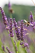 YORKSHIRE LAVENDER  YORKSHIRE:LAVENDER - LAVANDULA X INTERMEDIA GROSSO WITH BUMBLE BEE