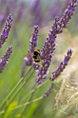 YORKSHIRE LAVENDER  YORKSHIRE:LAVENDER - LAVANDULA X INTERMEDIA GROSSO WITH BUMBLE BEE