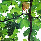 GRAPE VINE GROWING IN A GLASSHOUSE