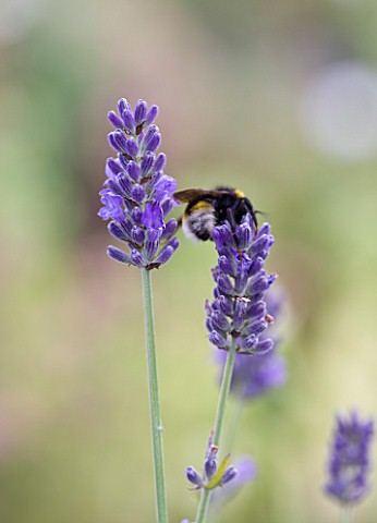 YORKSHIRE_LAVENDER__YORKSHIRE_CLOSE_UP_OF_LAVENDER__LAVANDULA_X_INTERMEDIA_SUSSEX_AGM__WITH_BEE