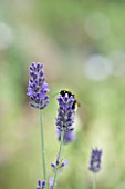 YORKSHIRE LAVENDER  YORKSHIRE: CLOSE UP OF LAVENDER - LAVANDULA X INTERMEDIA SUSSEX AGM - WITH BEE