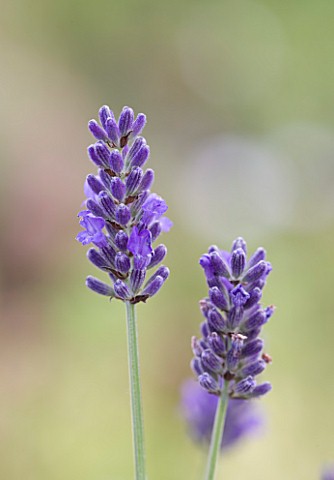 YORKSHIRE_LAVENDER__YORKSHIRE_CLOSE_UP_OF_LAVENDER__LAVANDULA_X_INTERMEDIA_SUSSEX_AGM__WITH_BEE