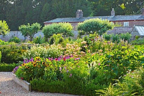 SLEDMERE_HOUSE_GARDEN_YORKSHIRE_BORDER_BESIDE_THE_GREENHOUSE_IN_THE_WALLED_GARDEN__SUNSET_SUNFLOWERS