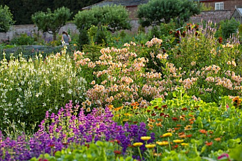 SLEDMERE_HOUSE_GARDEN_YORKSHIRE_BORDER_IN_THE_WALLED_GARDEN_WITH_ALSTROEMERIAS_AND_SALVIAS__COUNTRY_
