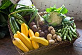 SLEDMERE HOUSE GARDEN, YORKSHIRE: BASKET OF VEGETABLES FROM THE WALLED GARDEN - COURGETTES, CAULIFLOWER, POTATOES - STILL LIFE, ORGANIC, FOOD, SUMMER, BOUNTY,  AUGUST